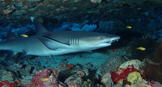 St. Johns / Elba reef 10 Tage